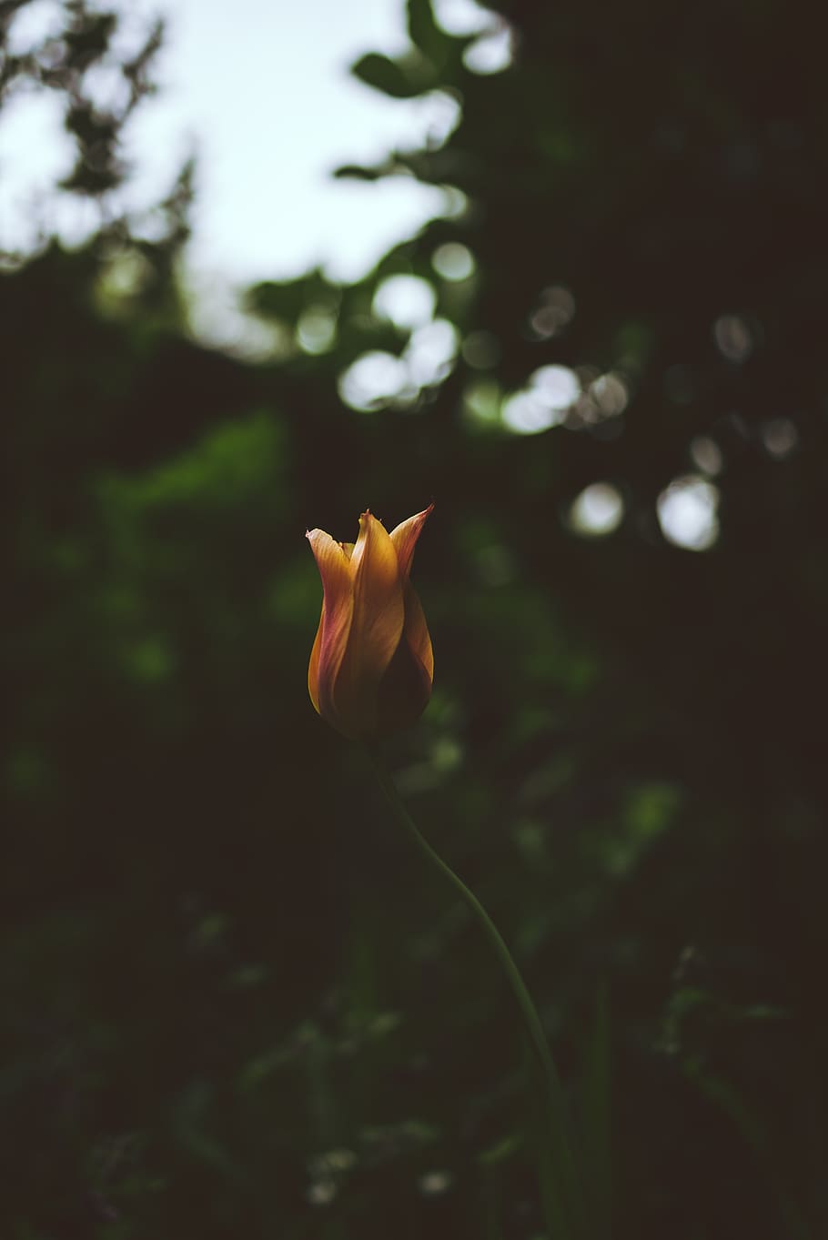 orange and red flower, tulip, plant, flora, blossom, meiji jingu HD wallpaper