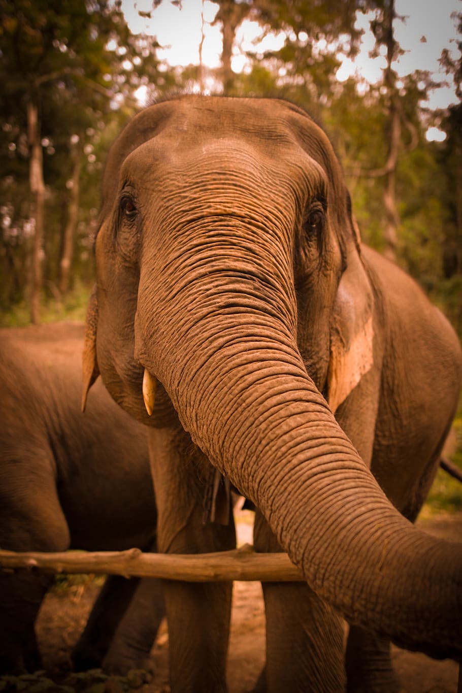 brown elephant, person, human, people, thailand, chiang mai, wildlife HD wallpaper