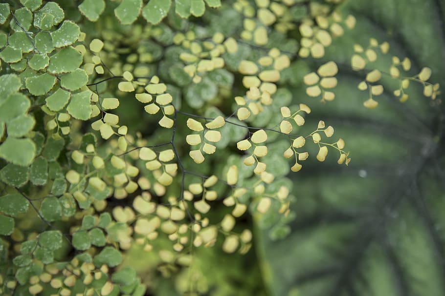 green color, plant, no people, day, close-up, nature, selective focus HD wallpaper