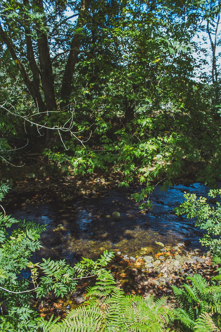 spain, guriezo, river, landscape, nature, plants, luz, luznatural HD wallpaper