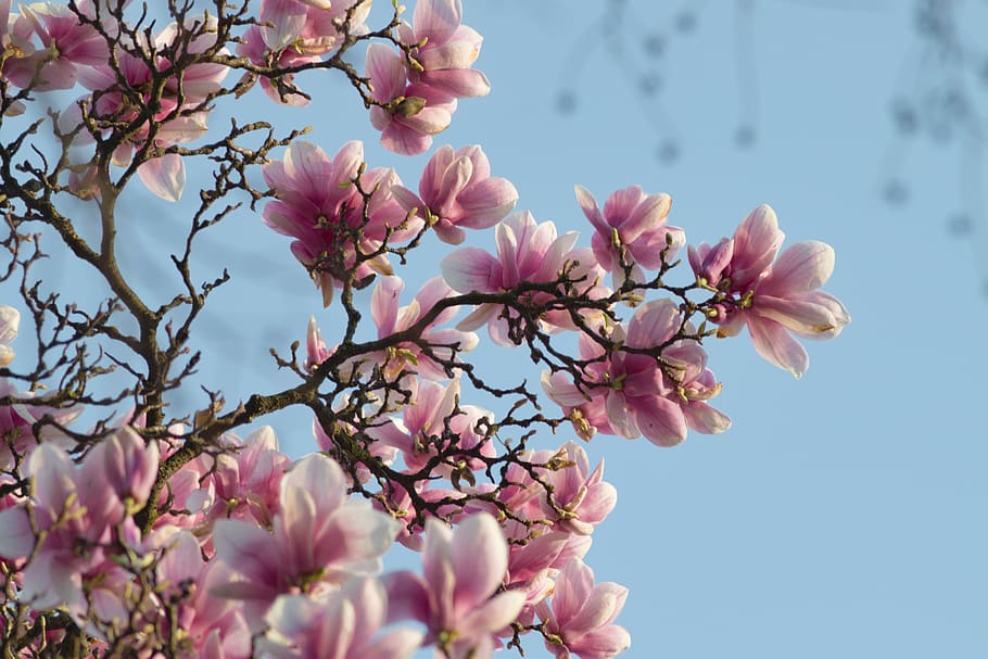 magnolia, flower, spring, branches, pink, pink color, plant HD wallpaper