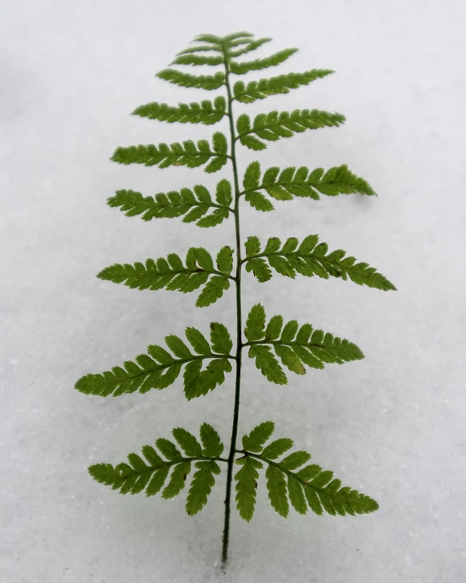 winter, snow, snowfall, fern, plants, nature, nature photography HD wallpaper