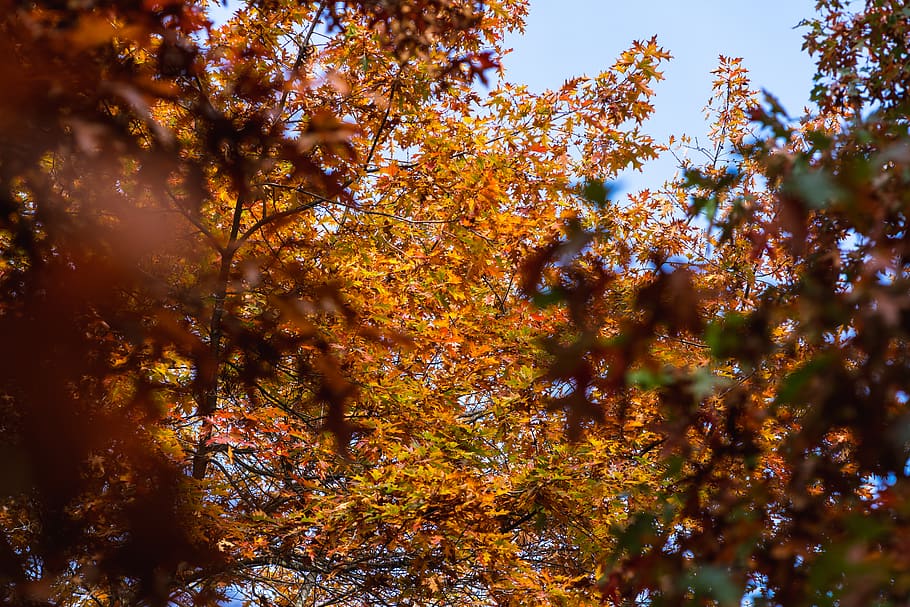 brown-leafed trees, vancouver, canada, flora, plant, redwood HD wallpaper