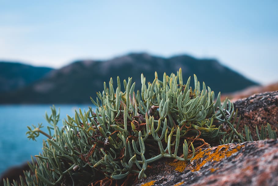 Green Plant, corsica, macro, beauty in nature, growth, mountain HD wallpaper
