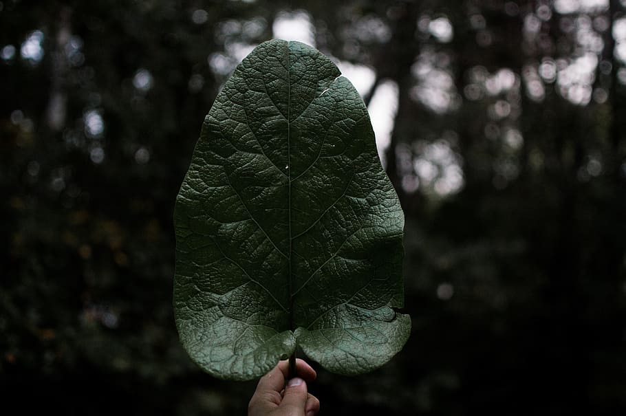dark, green, leaf, plant, hand, nature, bokeh, tree, one person HD wallpaper