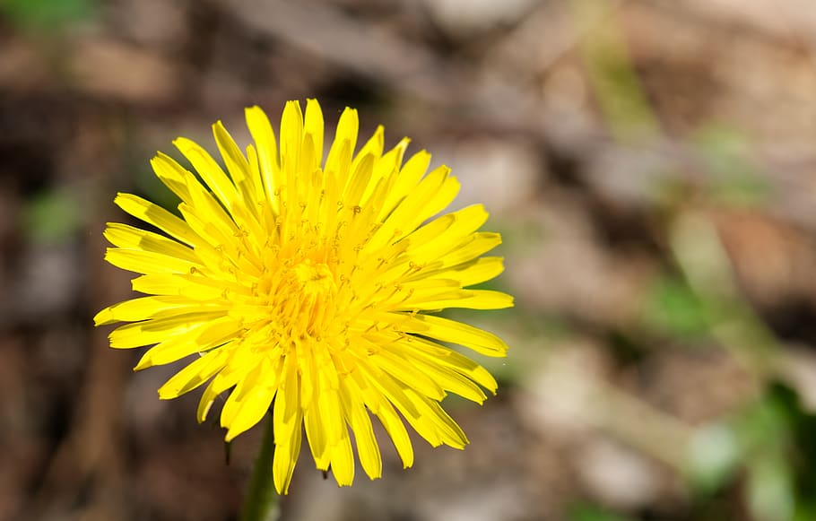 dandelion, blossom, bloom, insect, yellow, green, nature, plant HD wallpaper