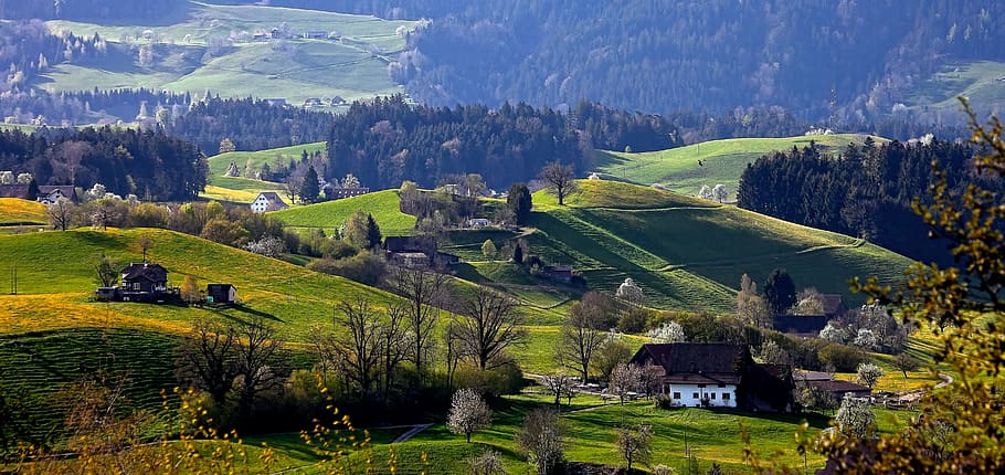 switzerland, hirzel, forest, farm, house, grass, flower, landscape, HD wallpaper