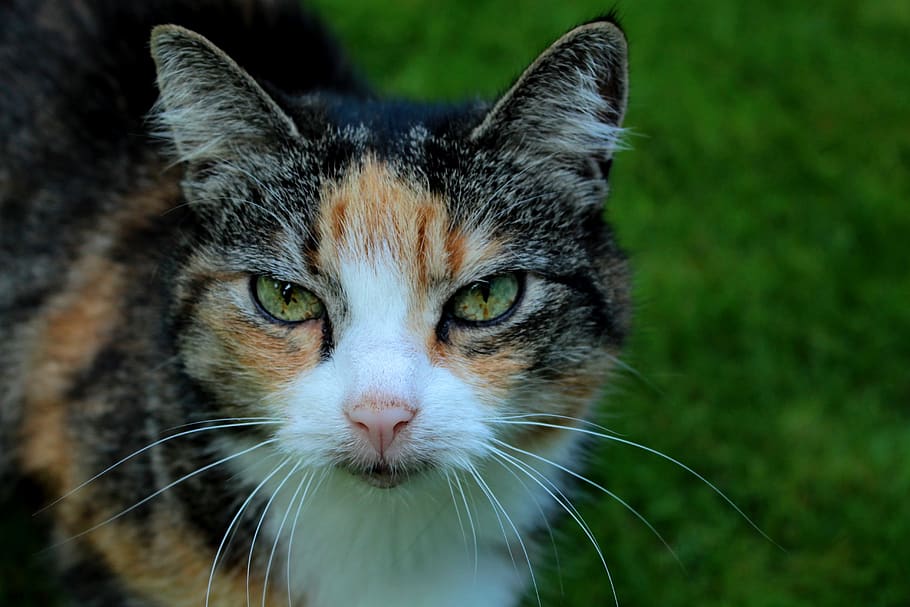 cats, eyes, face, fur, portrait, feline, one animal, mammal HD wallpaper