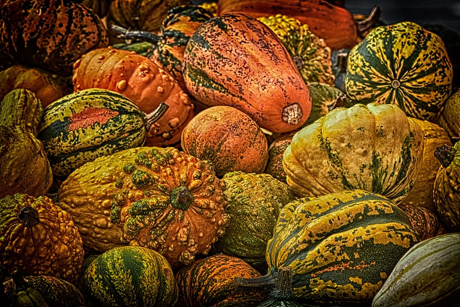 pumpkins, colorful, autumn, decoration, decorative squashes, HD wallpaper
