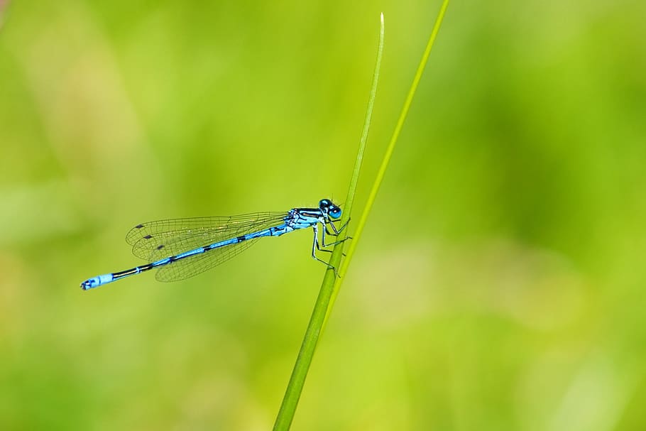 Blue and Black Dragonfly, close-up, damselfly, insect, macro HD wallpaper