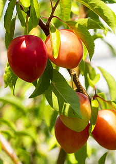 fruit, mirabelle, tree, plums, power, orchard, fruit trees HD wallpaper