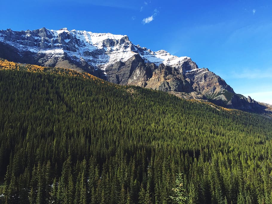 banff, canada, sky, tree, forest, mountain, plant, environment HD wallpaper