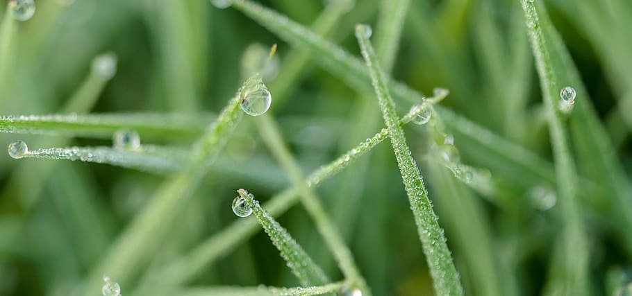 closep, macro, refreshing, wet, green, cold, morning, small HD wallpaper