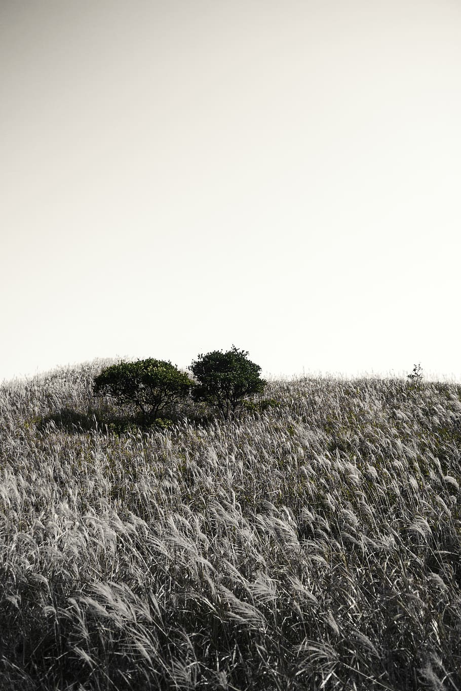 hong kong, sunset peak, tree, hike, nature, monochronic, field HD wallpaper