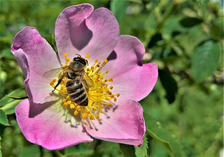 flower, bee, wild rose, flowering plant, petal, fragility, beauty in nature HD wallpaper