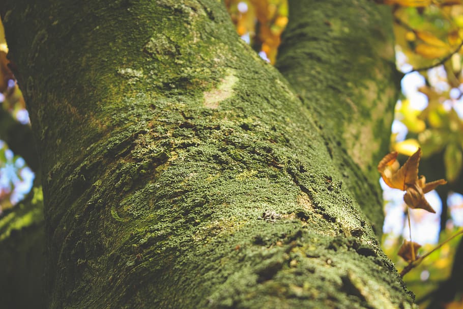 Tree Covered With Moss, bark, close-up, green, trunk, tree trunk HD wallpaper