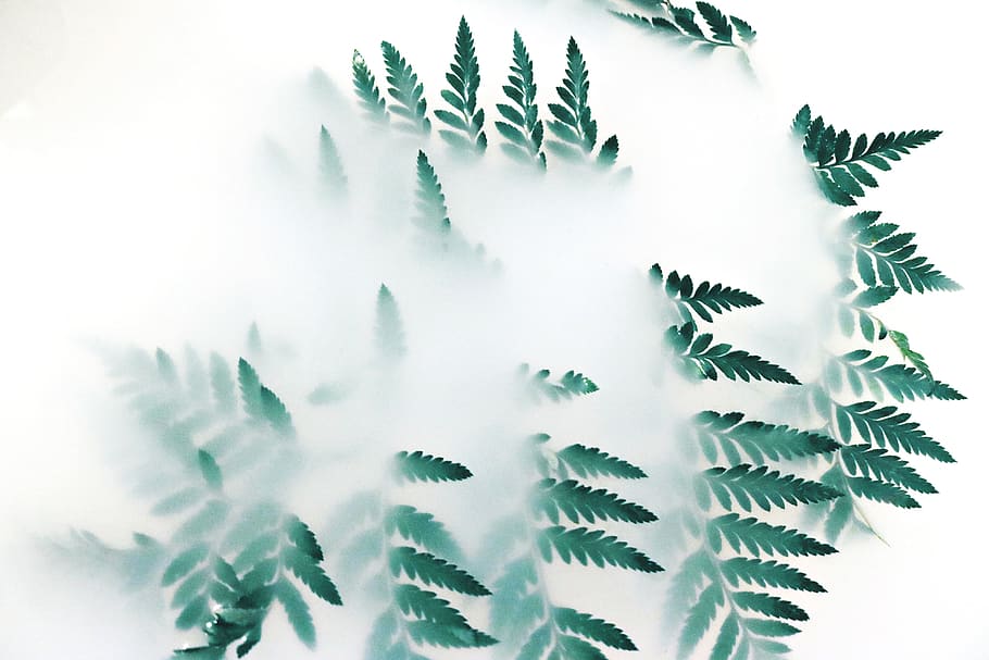 Green Leaf Plant Covered With White Smoke, blur, bright, close-up