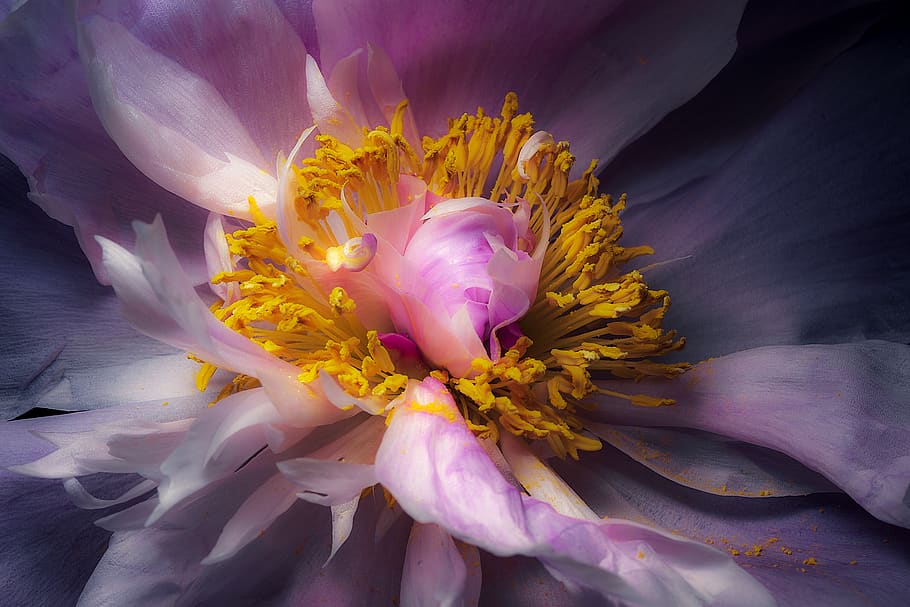 peony, flower, macro, closeup, pink, yellow, purple, beautiful HD wallpaper