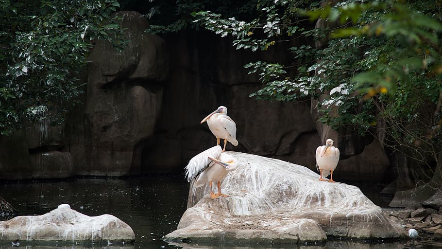 zoo, animal, bird, animal themes, vertebrate, animal wildlife HD wallpaper