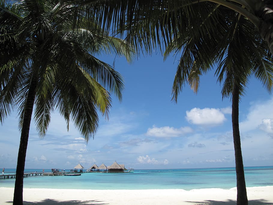 Two Coconut Tree Near Seashore, beach, blue sky, clouds, coast HD wallpaper