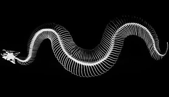 skeleton, snake, bones, reptile, white, dead, vertebrae, studio shot HD wallpaper