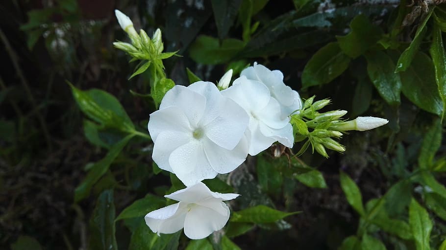 white, flower, nice, flowers, blooming, beauty, summer, plant HD wallpaper