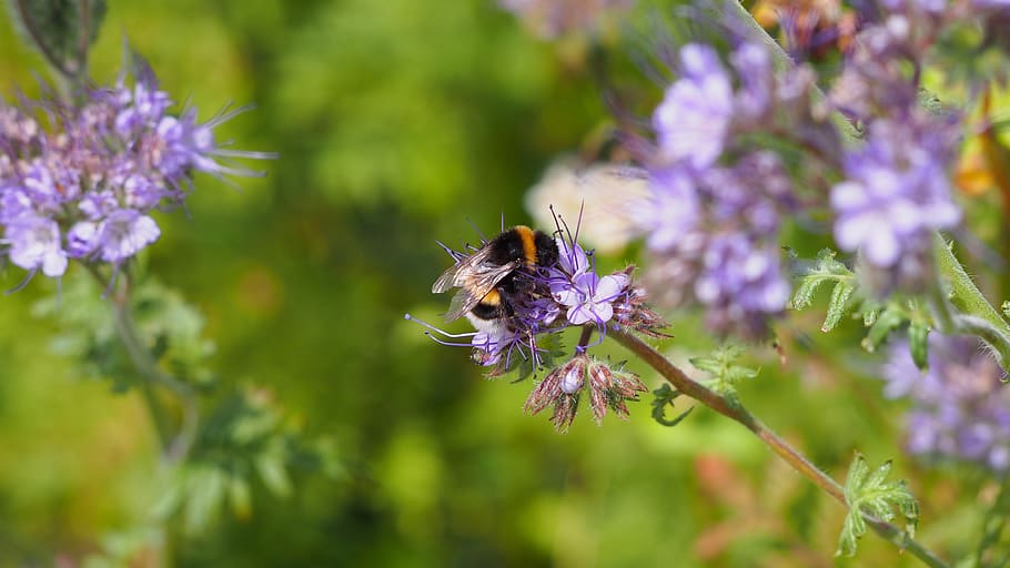 hummel, blossom, bloom, insect, close up, pollination, nectar HD wallpaper