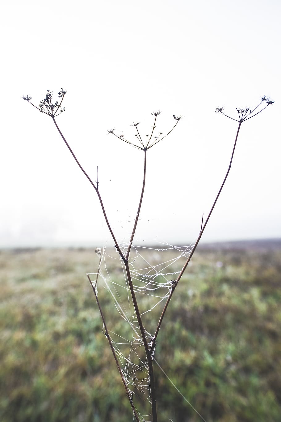 spider web on dandelion twig, plant, nature, land, tranquility HD wallpaper