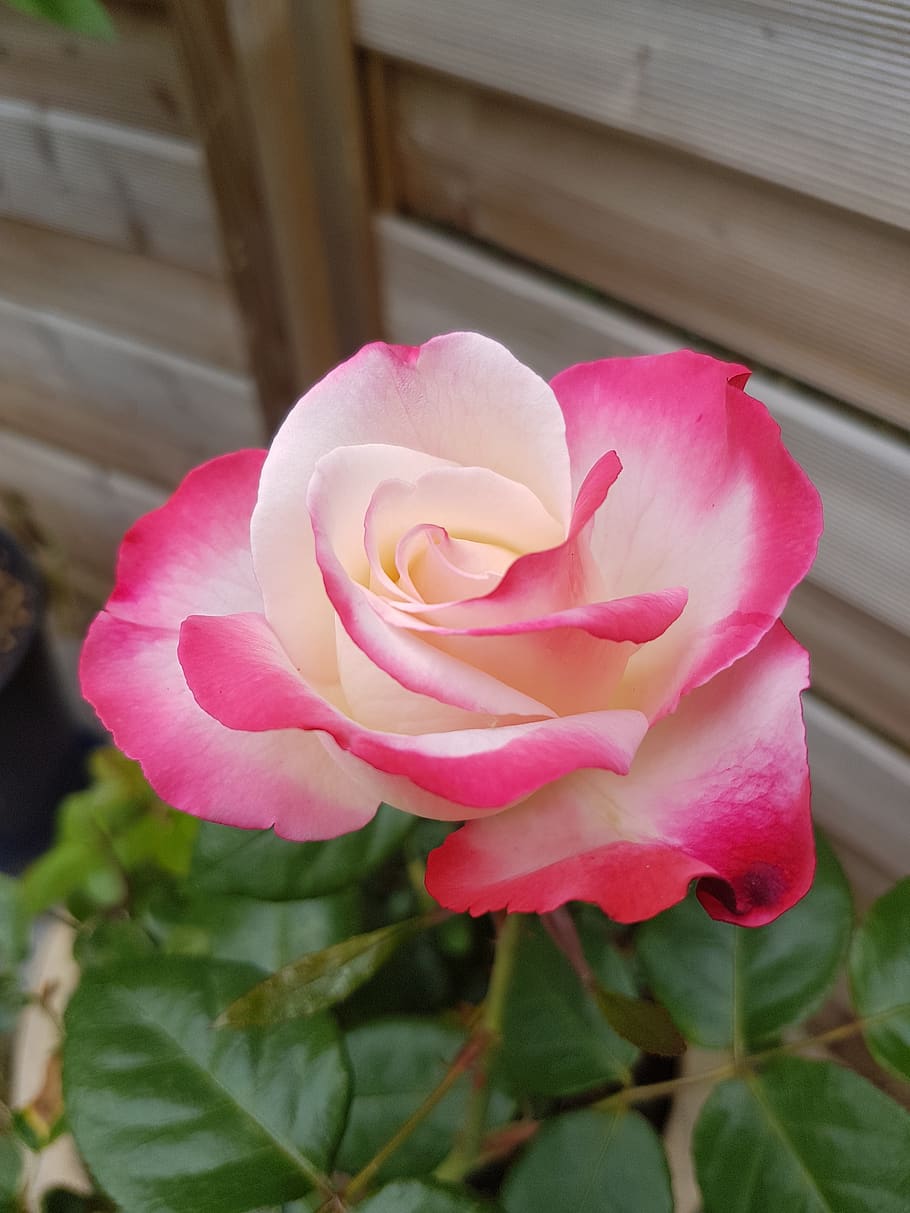 closeup, ros, flower, flowering plant, beauty in nature, pink color HD wallpaper