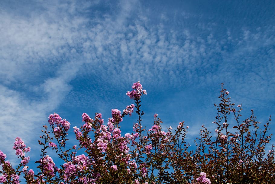 Plant With Flowers, blue sky, bright, clouds, colors, daylight HD wallpaper