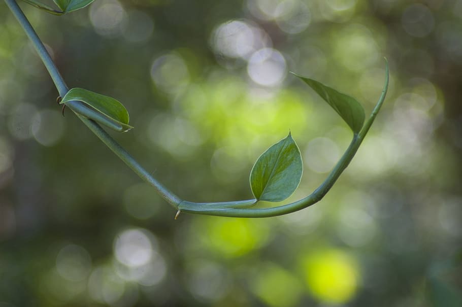leafs, branch, plant, green, nature, macro, forest, growth HD wallpaper