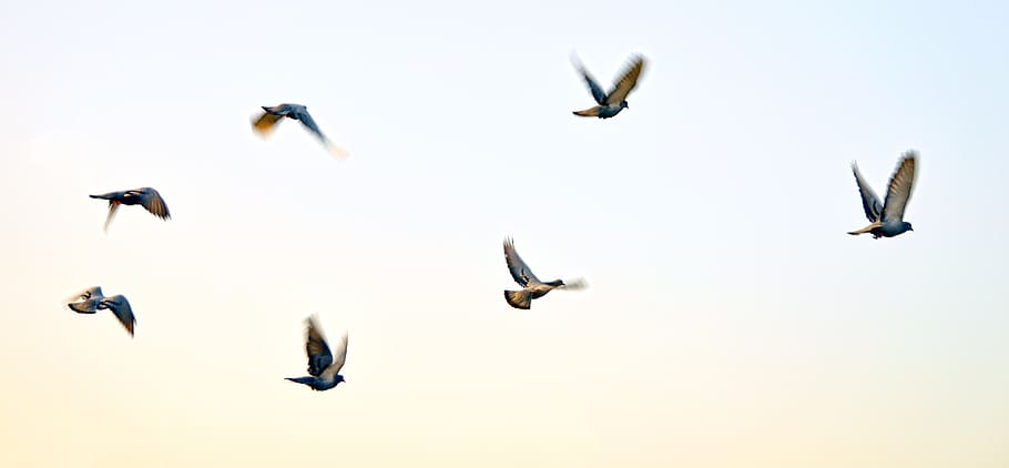 birds artwork, flying, animal themes, animal wildlife, group of animals HD wallpaper