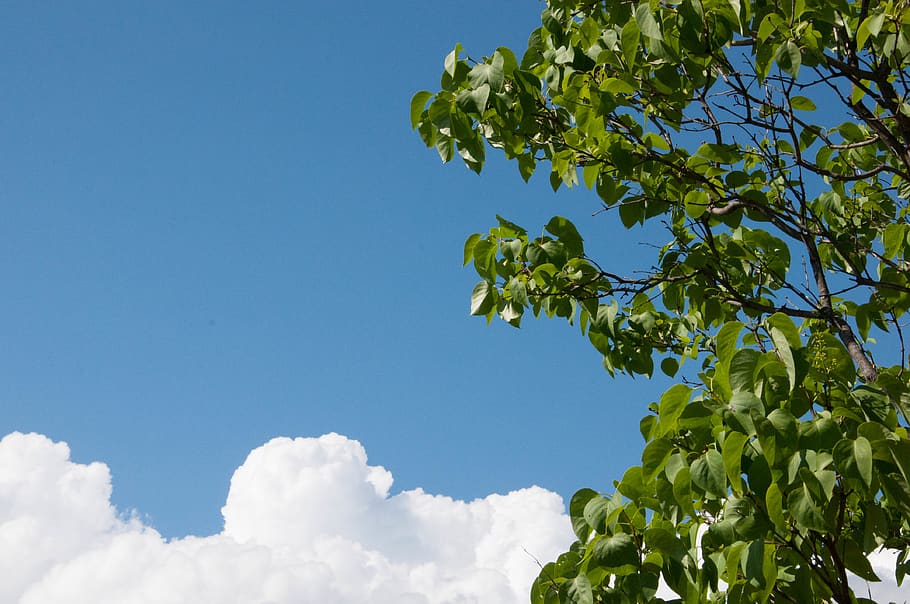 canada, nova scotia, clouds, sky, bush, lilac, tree, blue, plant HD wallpaper