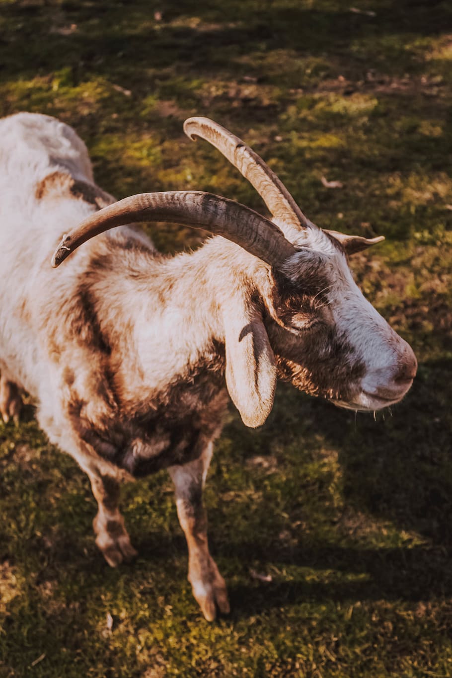 brown goat on grass, animal, animal themes, mammal, domestic animals HD wallpaper