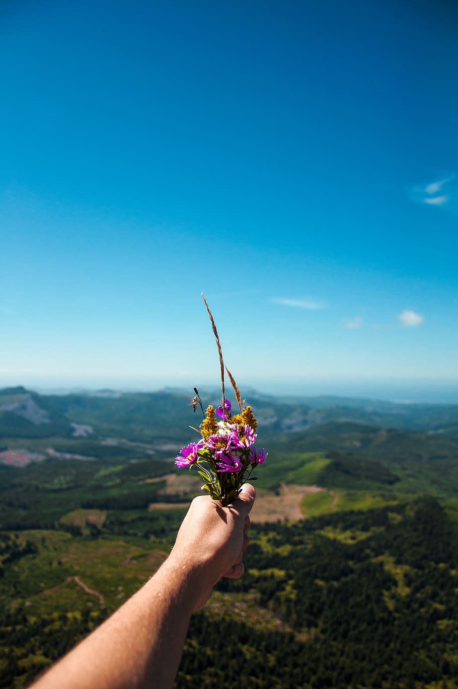 Person Holding Pink and Purple Petaled Flowers Front of Green Field HD wallpaper