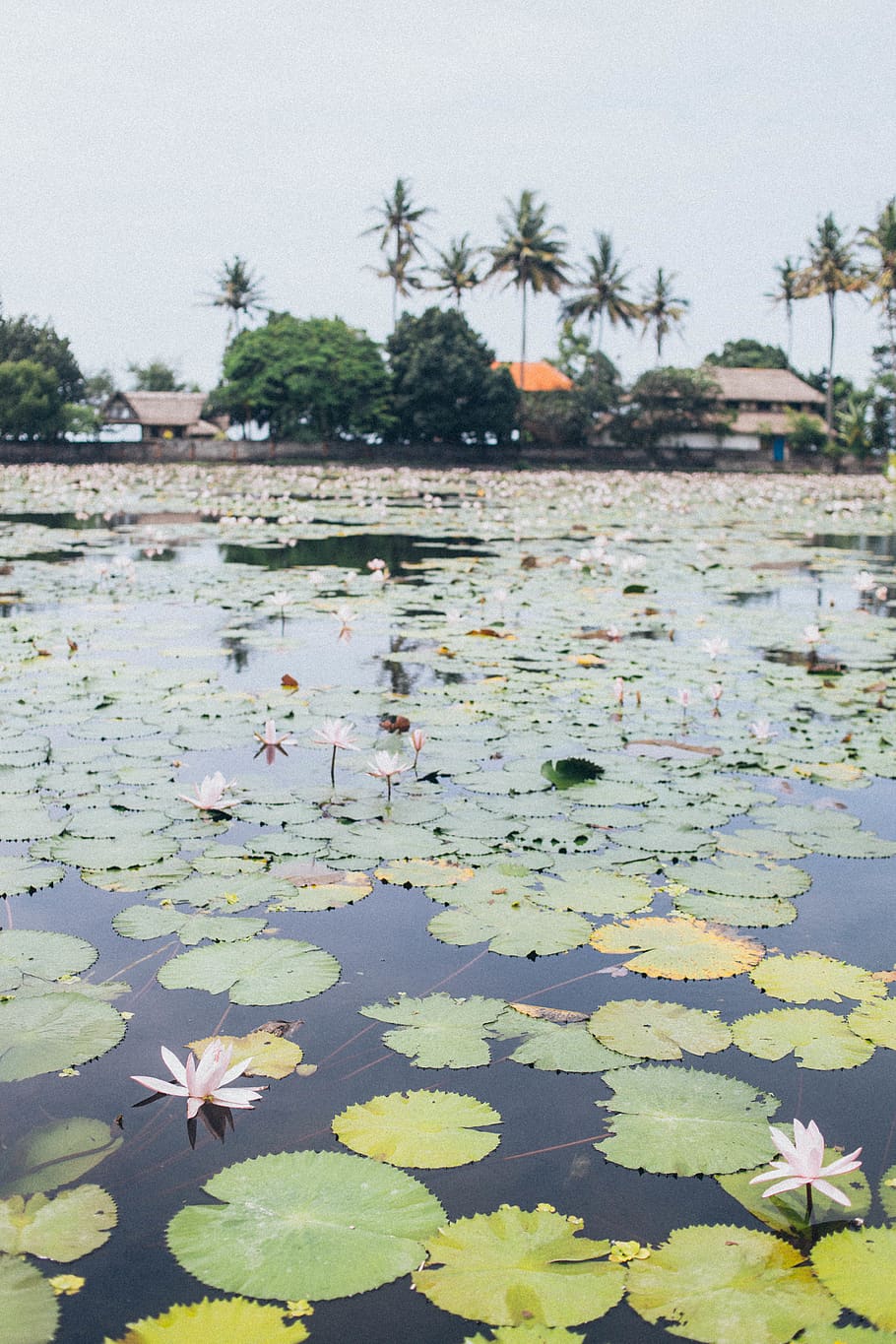 Lotus Flowers On Water, bloom, blossom, environment, flora, lily HD wallpaper