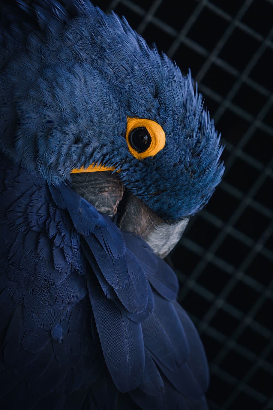 blue and yellow parrot, vertebrate, one animal, bird, close-up HD wallpaper