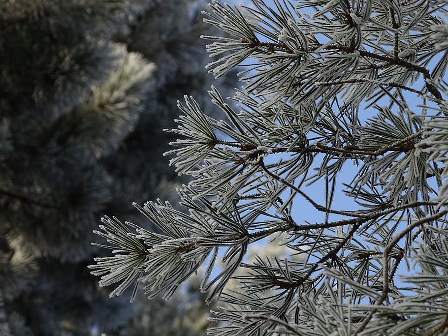 icing, winter, ice, nature, frost, forest, trees, plant, growth HD wallpaper