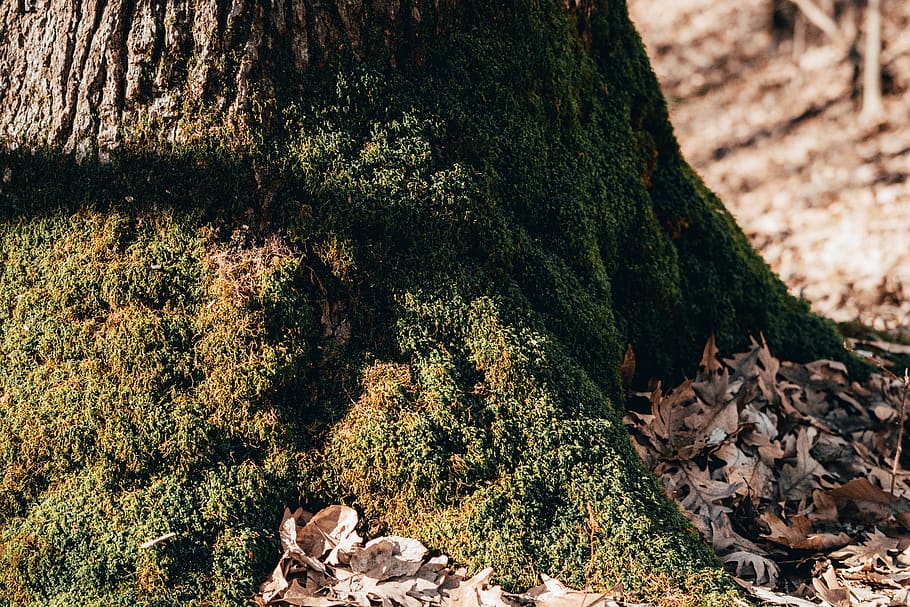 green shrub on tree, plant, growth, nature, day, rock, solid HD wallpaper