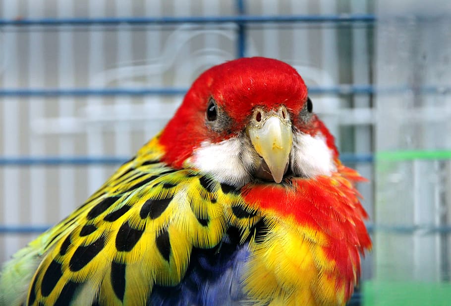 rosella, parrot, bird, feathers, animals, living nature, closeup