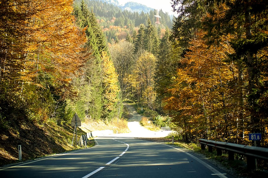 austria, liezen, driving, fall, street, road, trees, autumn HD wallpaper