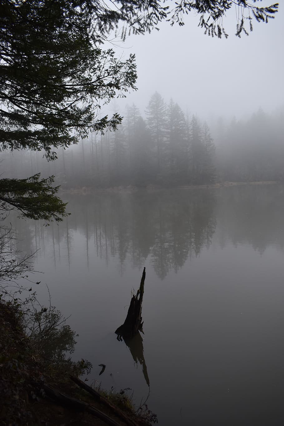 fog, trees, water, wallpaper, forest, nature, landscape, path HD wallpaper