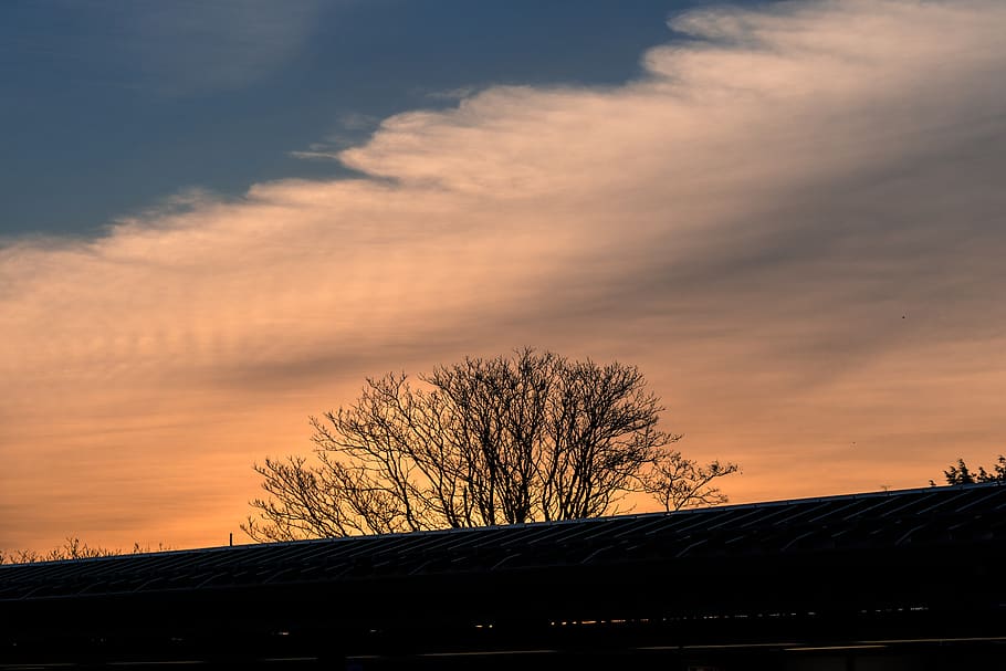 Silhouette of Leafless Tree Under Cloudy Sky, clouds, dawn, sunrise HD wallpaper
