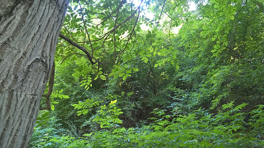 tree, nature, green, forest, arasbaran, summer, travel, iran HD wallpaper