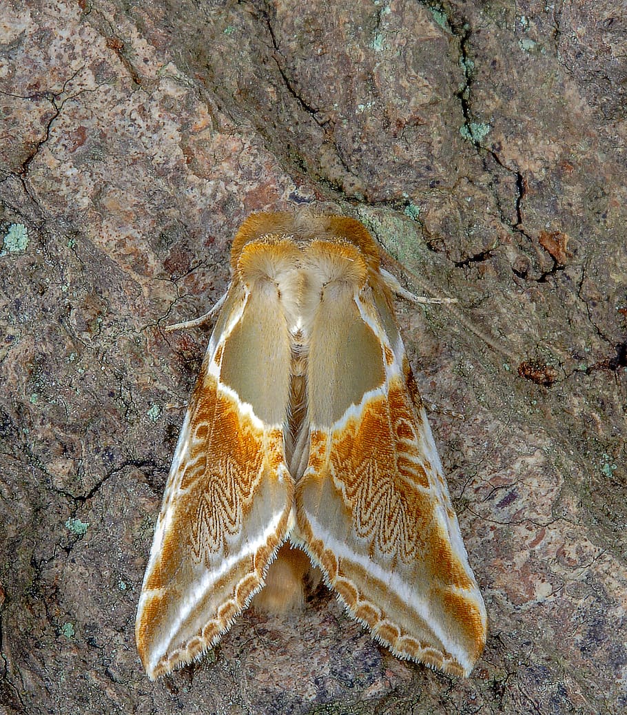 moth, buff-arches, wings, pattern, nature, insect, colorful HD wallpaper