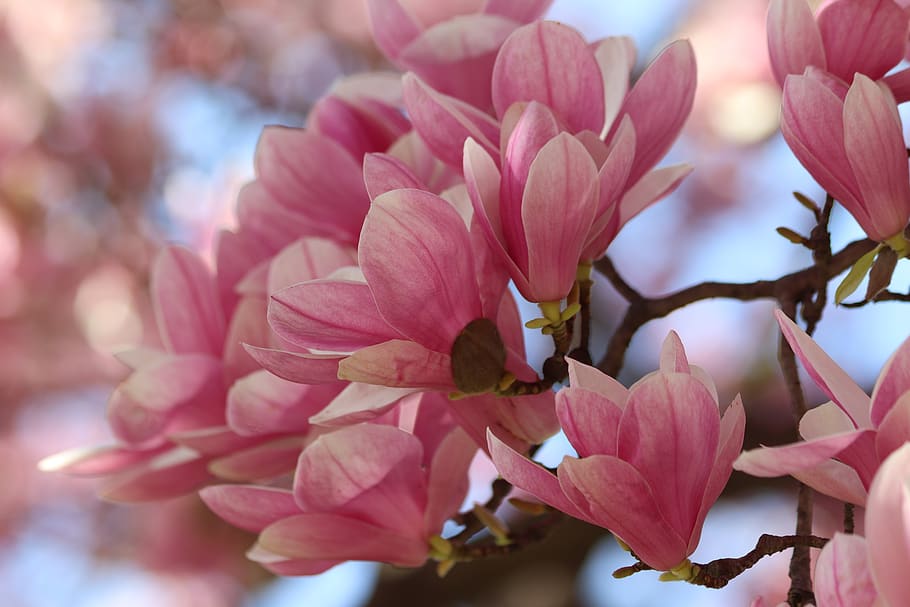 pink magnolia, spring, flowers, blooming, tree, nature, outdoor, HD wallpaper