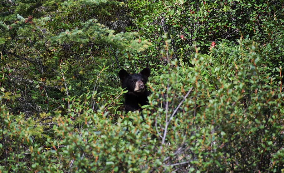 canada, jasper, icefields parkway, bear, rocky mountains, mammal HD wallpaper