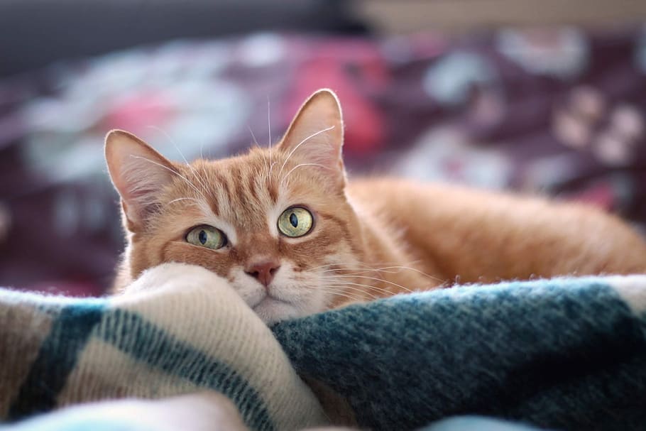 cat, red cat, red-headed cat, animals, kitten, furry, eyes HD wallpaper