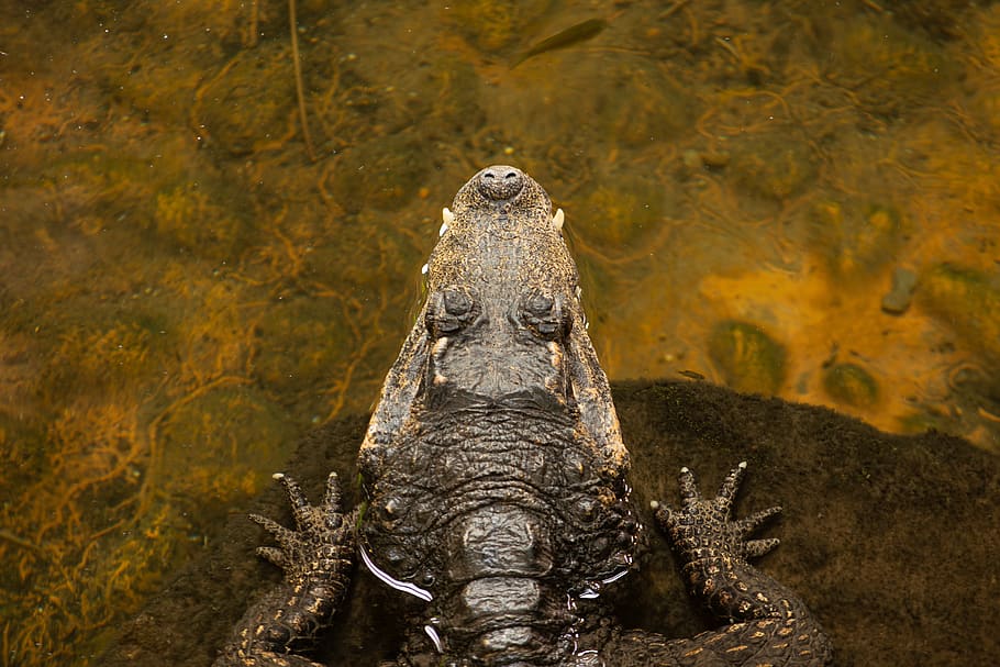 crocodile on rock, animal, lizard, reptile, water, nature, predator, HD wallpaper