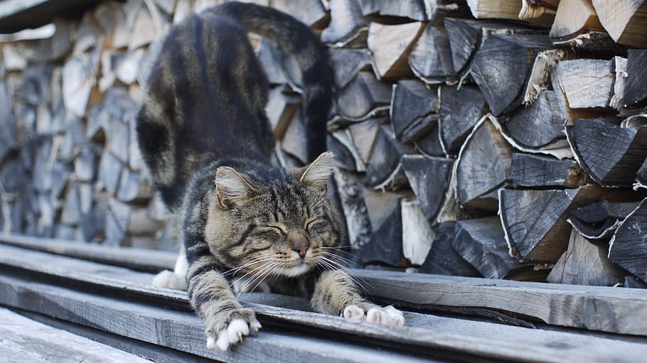 animals, background, cat, dream, for the burden, bow, claw HD wallpaper